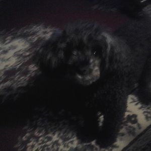 Meet your Posher, Arlene